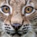 Public Consultation on Possible Lynx Reintroduction in Scotland