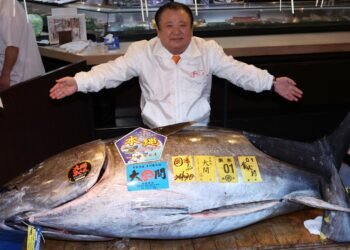 Record £2.4m Bluefin Tuna Sold at Japan Auction, Setting New Market Benchmark