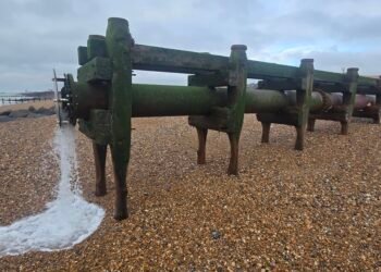 Restoration Efforts to Revive Vital Habitat for Widewater Lagoon Wildlife