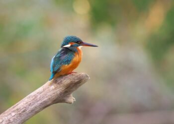 martin scorsese contribution to filmmaking