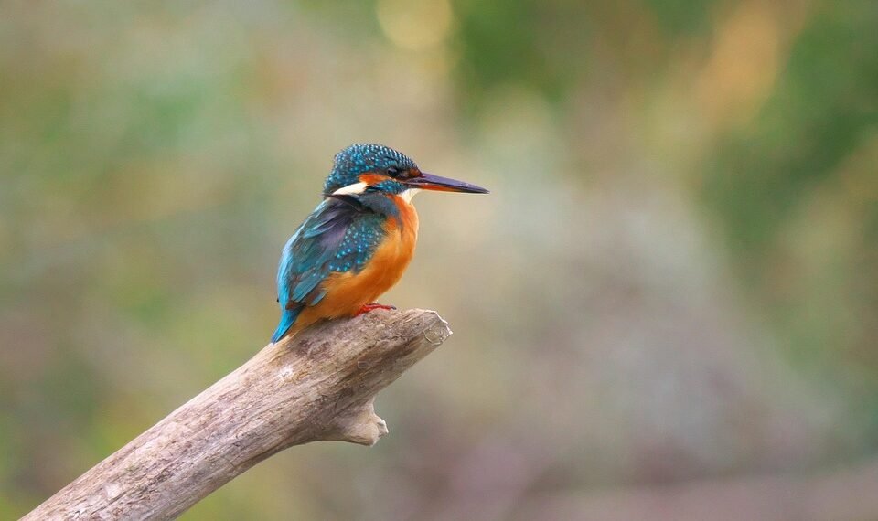 martin scorsese contribution to filmmaking