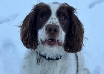 Scottish Teams Recognised for Commitment Amid Challenging Winter Conditions