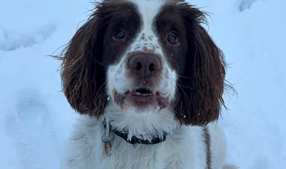 Scottish Teams Recognised for Commitment Amid Challenging Winter Conditions