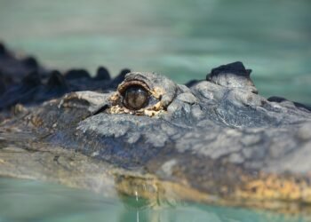 how silent films shaped modern storytelling