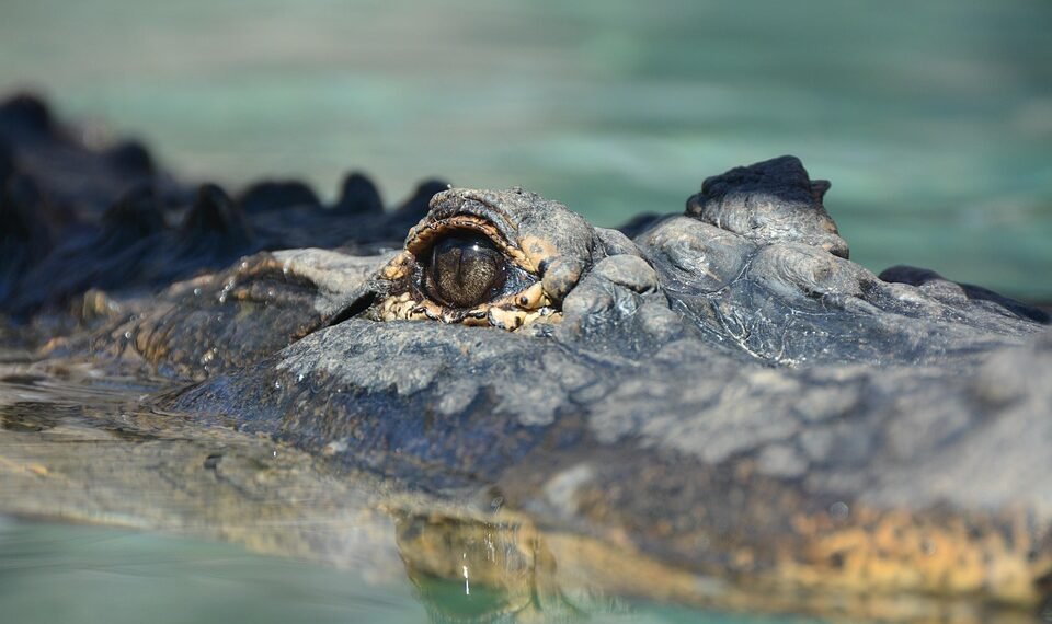 how silent films shaped modern storytelling