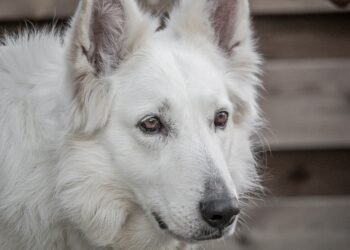 how german expressionism influenced hollywood