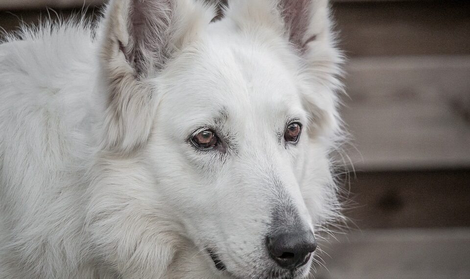 how german expressionism influenced hollywood