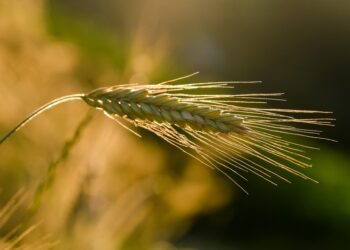 the golden age of hollywood explained