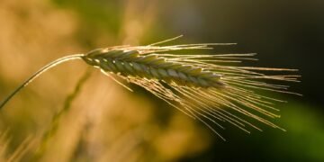 the golden age of hollywood explained