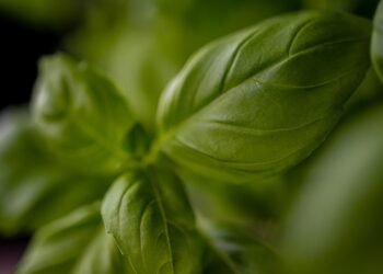 rise of italian neorealism film movement