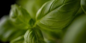 rise of italian neorealism film movement