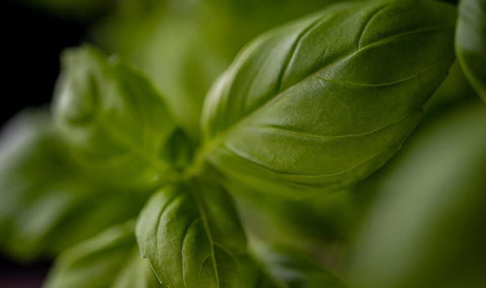 rise of italian neorealism film movement