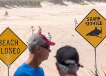 Surfer Survives Amid Surge of Shark Attacks in Sydney's Waters