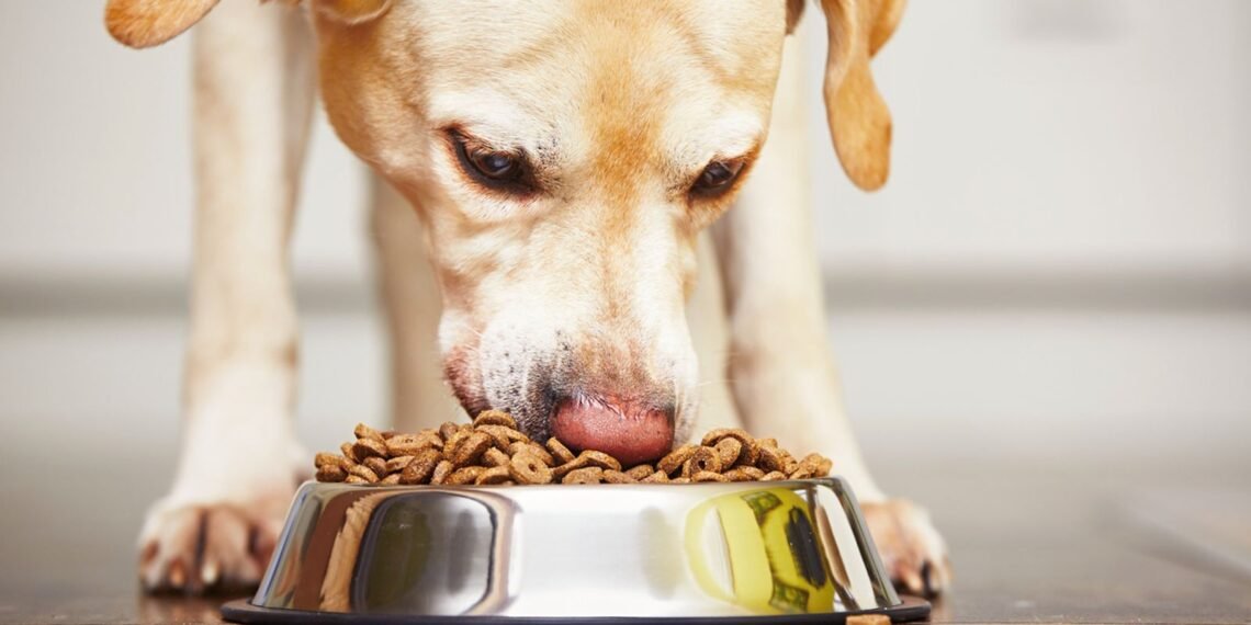 Survey Finds Canine Diets Contribute 1% to UK's Greenhouse Gas Emissions