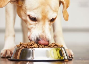Survey Finds Canine Diets Contribute 1% to UK's Greenhouse Gas Emissions