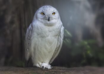 how silent films shaped modern storytelling