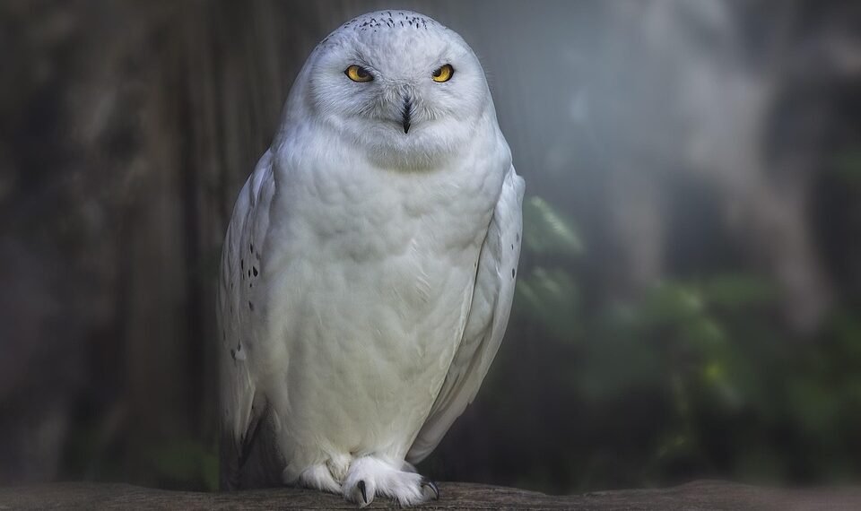 how silent films shaped modern storytelling