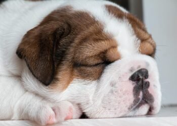 history of british cinema evolution