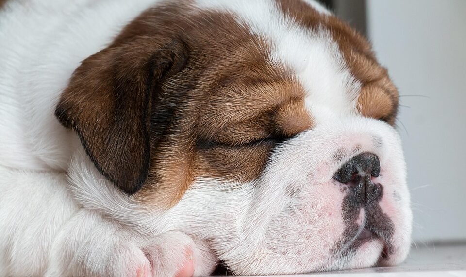 history of british cinema evolution