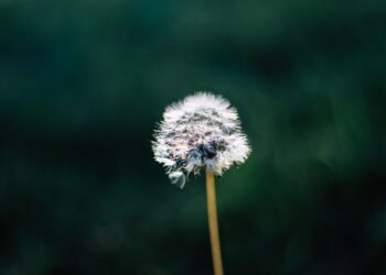 cinematic contributions of akira kurosawa