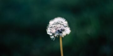 cinematic contributions of akira kurosawa