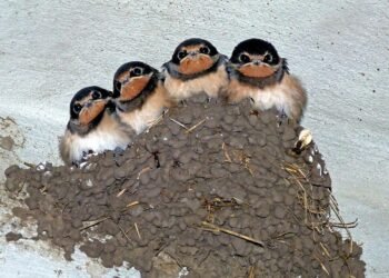 martin scorsese contribution to filmmaking