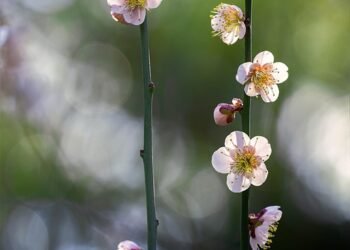 early hollywood film making techniques