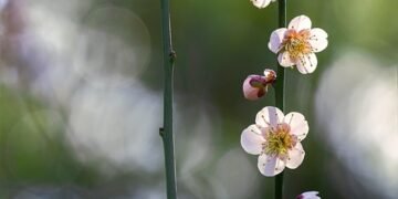 early hollywood film making techniques