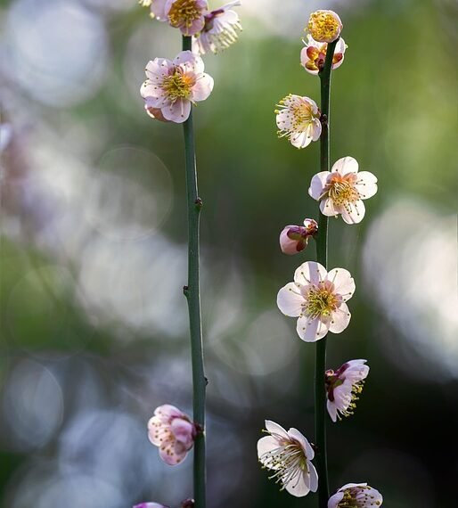 early hollywood film making techniques