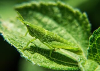 evolution of movie marketing and trailers