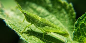 evolution of movie marketing and trailers