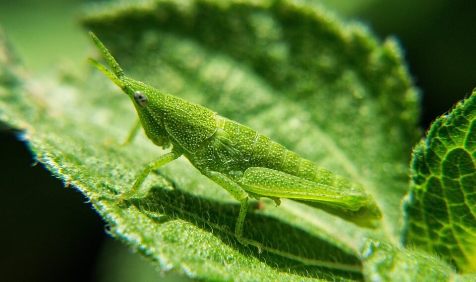 evolution of movie marketing and trailers