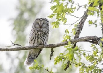 development of animation in cinema