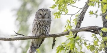 development of animation in cinema