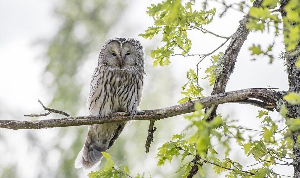 development of animation in cinema