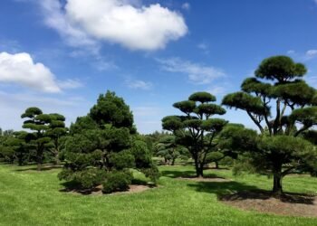 difference between viruses and bacteria