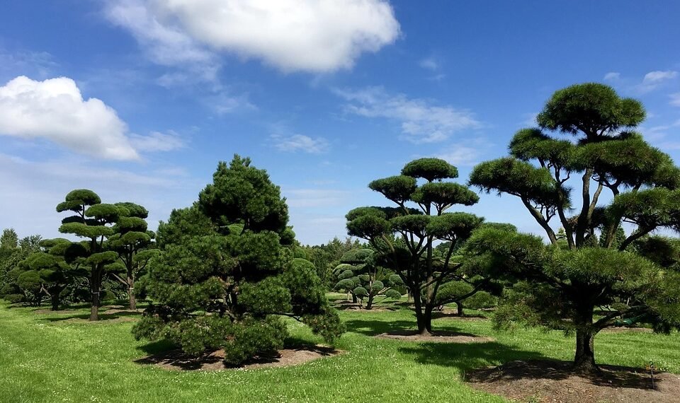 difference between viruses and bacteria