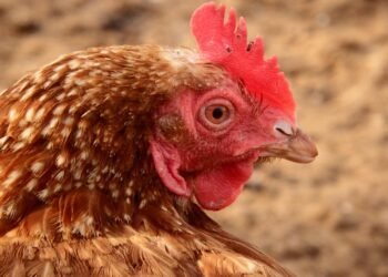 origin of film noir and stylistic elements