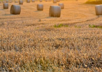 history of film festivals worldwide