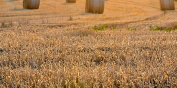 history of film festivals worldwide