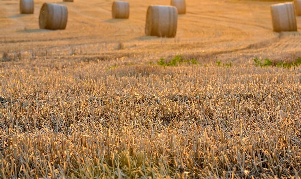 history of film festivals worldwide