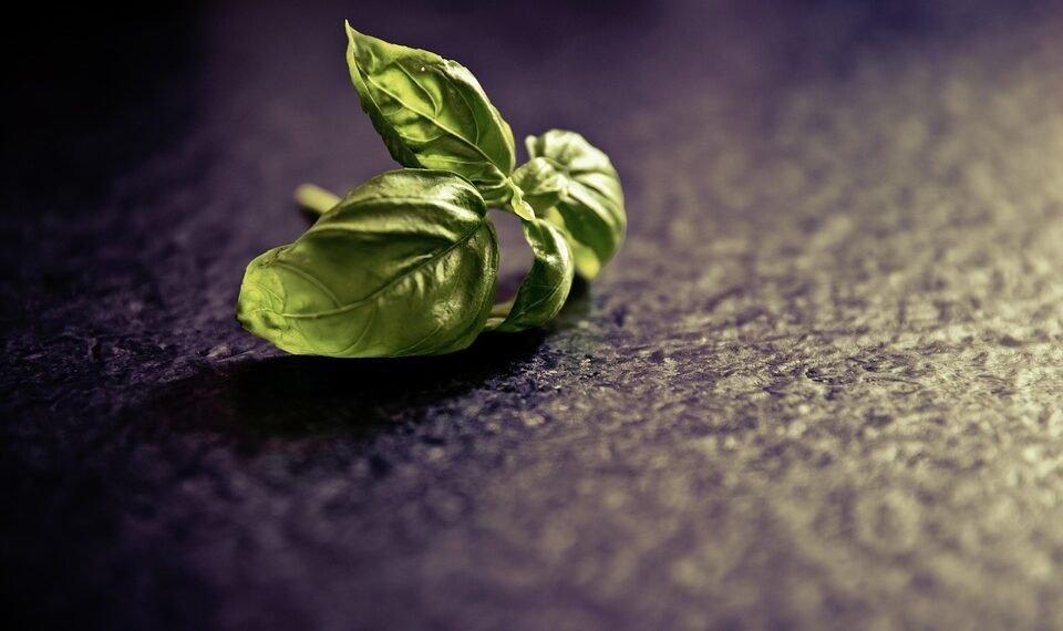 rise of italian neorealism film movement