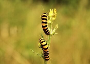 life cycle of a butterfly metamorphosis explained
