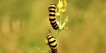 life cycle of a butterfly metamorphosis explained