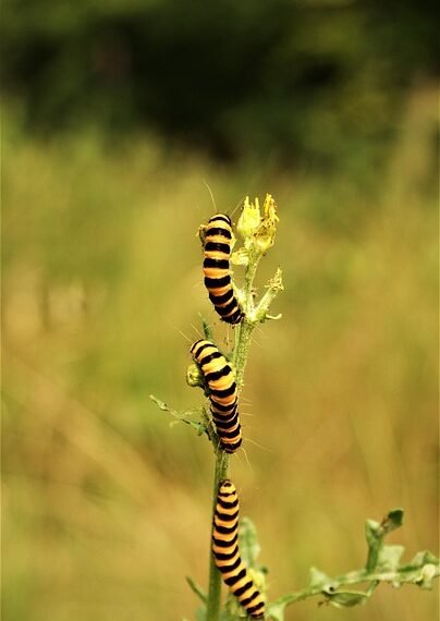 life cycle of a butterfly metamorphosis explained