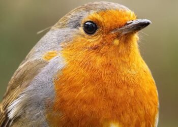 role of the opposition in uk politics