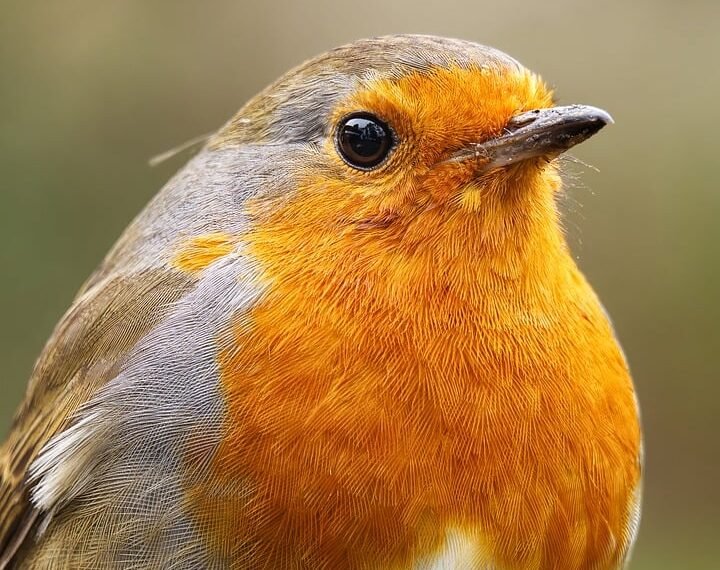 role of the opposition in uk politics