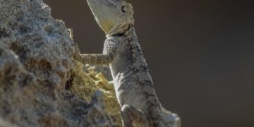 cinematic impact of true story adaptations