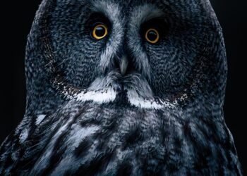 how comedy films changed from silent era to present