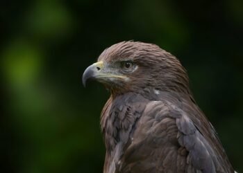 the golden age of hollywood explained